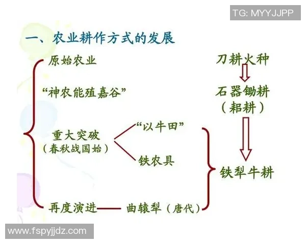 古代足球明星小鸡的传奇故事与历史影响揭秘